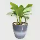 Planta Aglaonema Silver Bay En Matera Grises