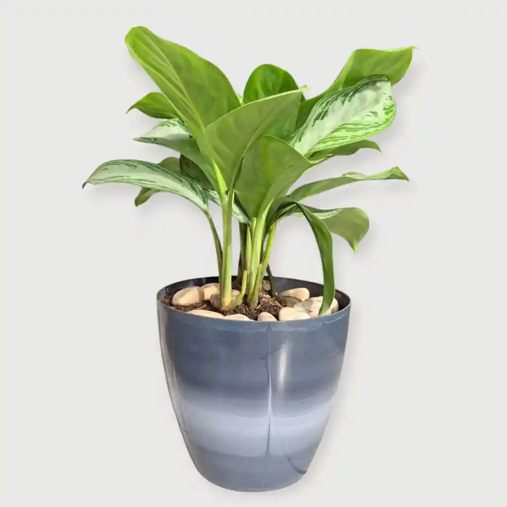 Planta Aglaonema Silver Bay En Matera Grises