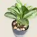 Planta Aglaonema Silver Bay En Matera Grises