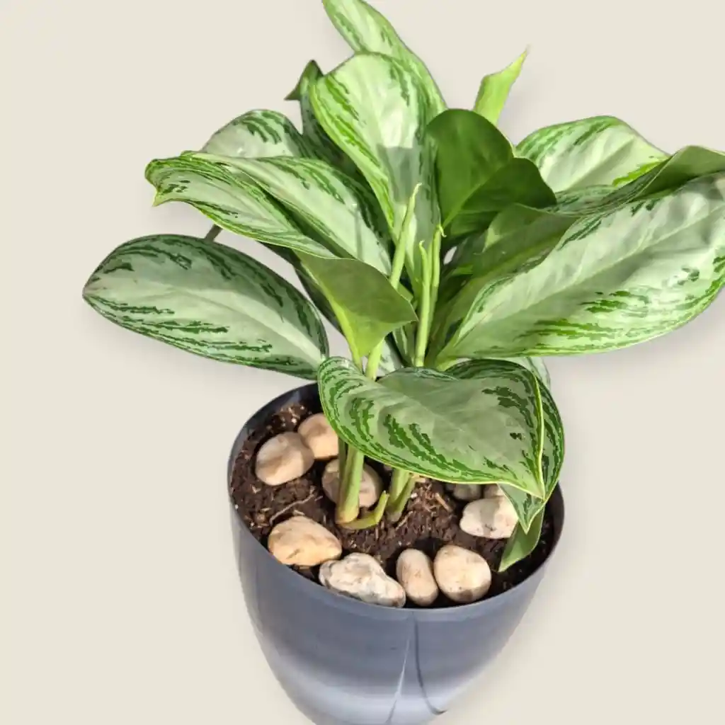 Planta Aglaonema Silver Bay En Matera Grises