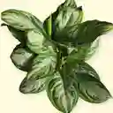 Planta Aglaonema Silver Bay En Matera Grises