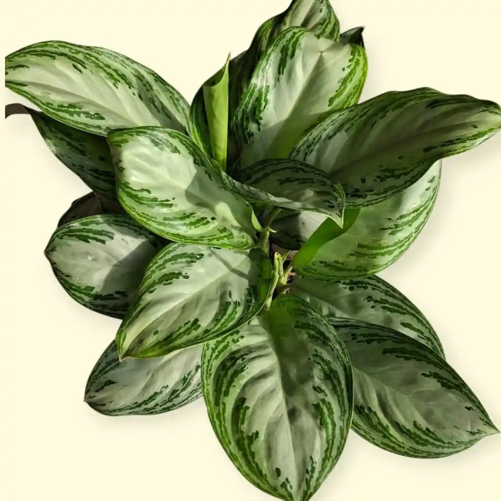 Planta Aglaonema Silver Bay En Matera Grises