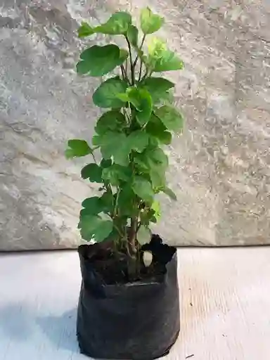 Planta Millonaria P14