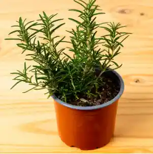 Planta De Romero