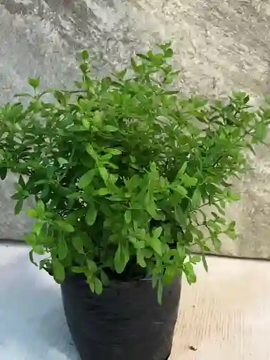 Planta De Menta