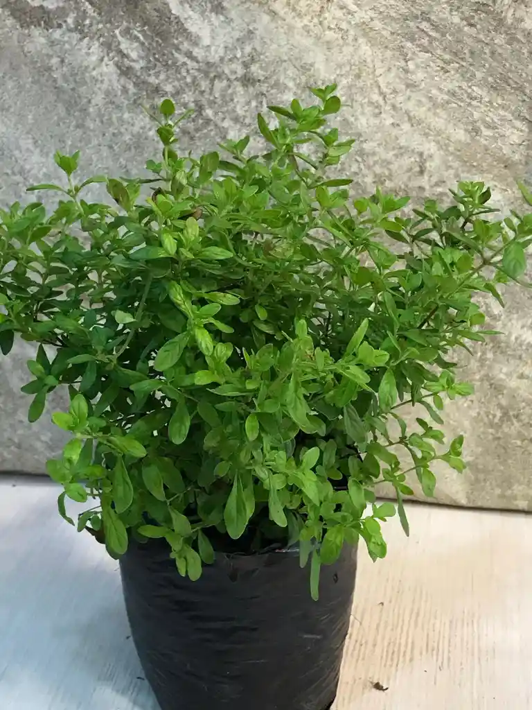 Planta De Menta