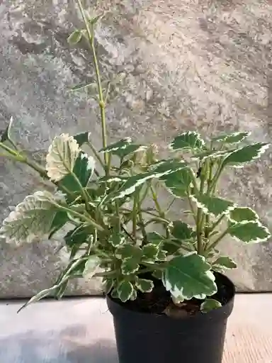 Planta De Incienso