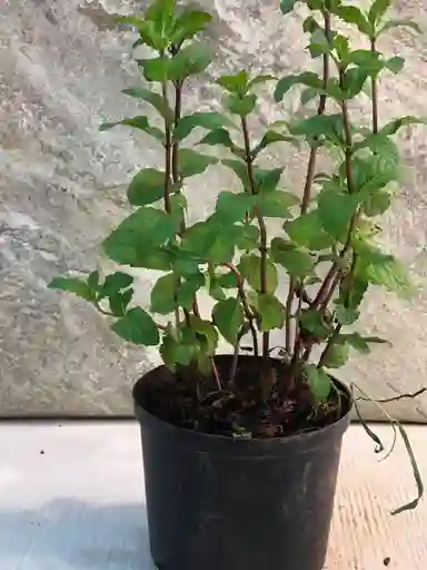 Planta De Hierbabuena