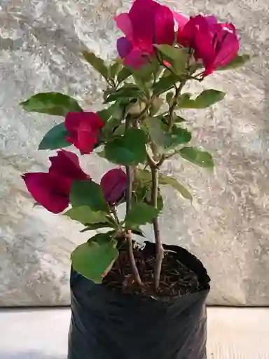 Veranera Mini