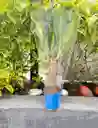 Tronco De La Felicidad