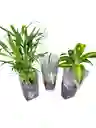 Planta Palma Areca