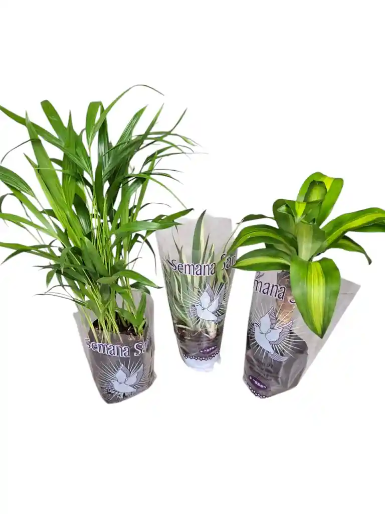 Planta Palma Areca