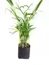 Planta Palma Areca