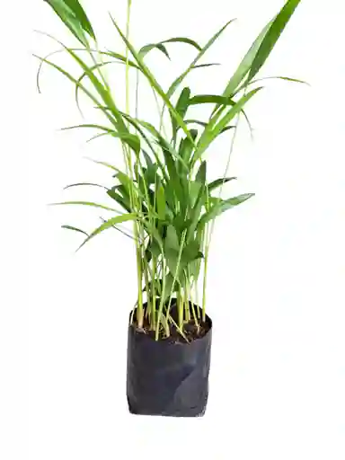 Planta Palma Areca