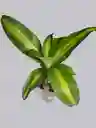 Planta Tronco De La Felicidad Mini