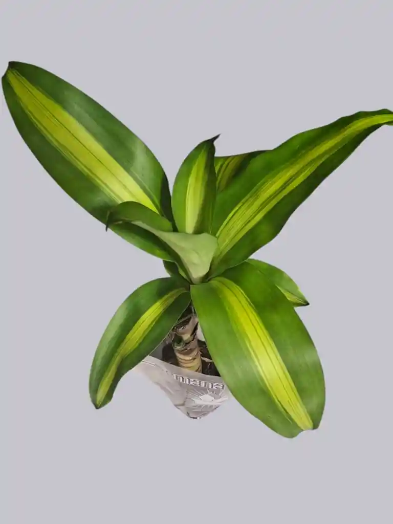 Planta Tronco De La Felicidad Mini