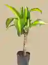 Planta Tronco De La Felicidad Mini