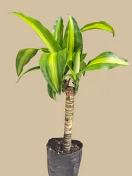 Planta Tronco De La Felicidad Mini
