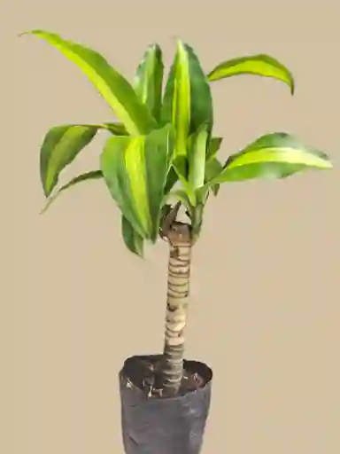 Planta Tronco De La Felicidad Mini