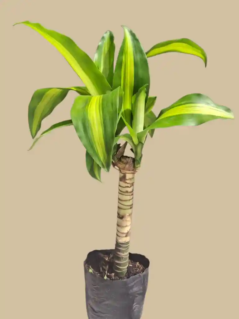 Planta Tronco De La Felicidad Mini