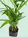 Planta Palma Areca En Matera