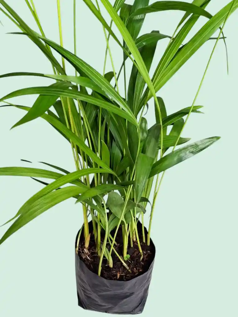 Planta Palma Areca En Matera