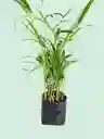 Planta Palma Areca En Matera