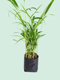 Planta Palma Areca En Matera