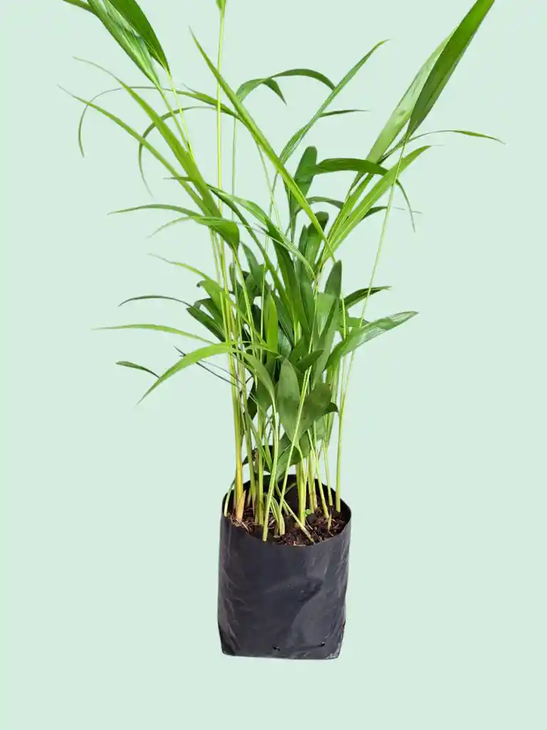 Planta Palma Areca En Matera
