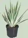 Planta Mano De Dios En Matera Negra
