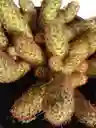 Cactus En Colgadera Blanca