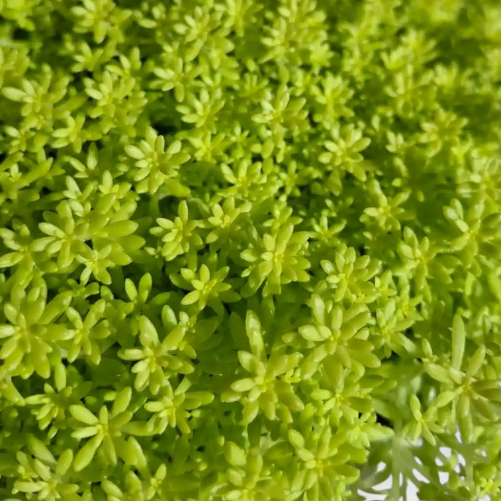 Sedum Colgadera Blanca
