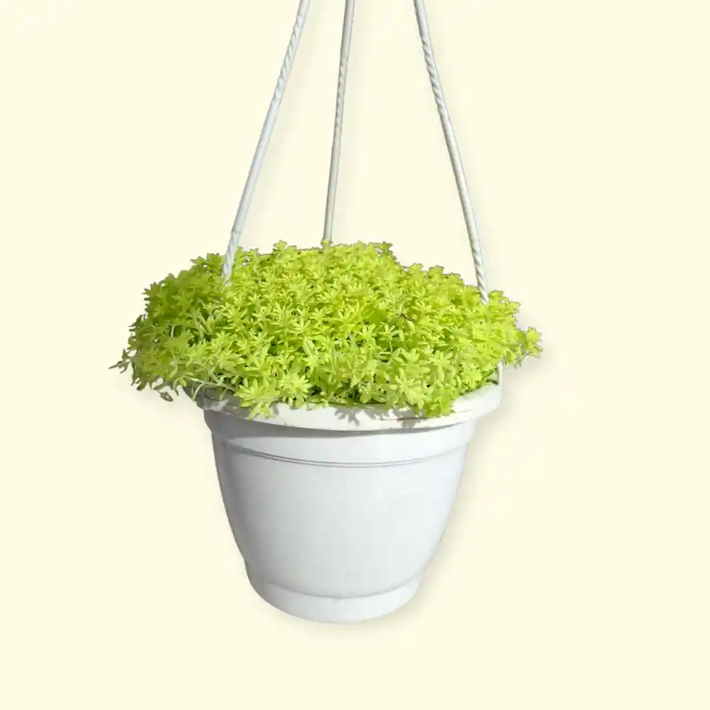 Sedum Colgadera Blanca