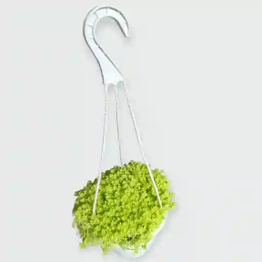 Sedum Colgadera Blanca