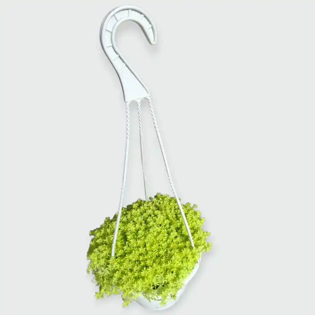 Sedum Colgadera Blanca