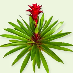 Planta Bromelia