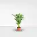 Palma Areca - Pequeña