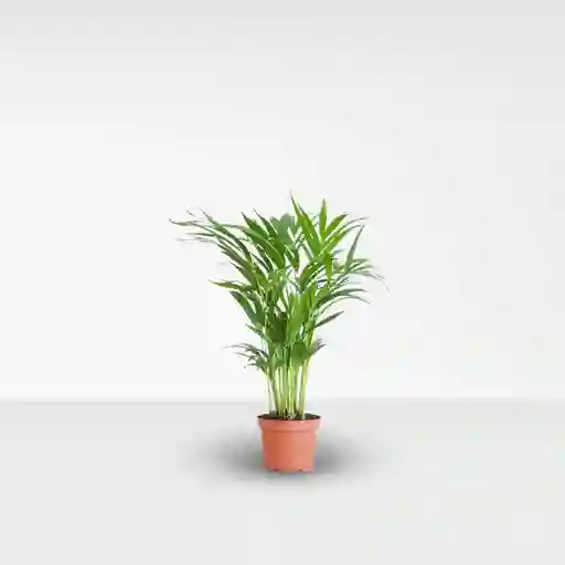 Palma Areca - Pequeña