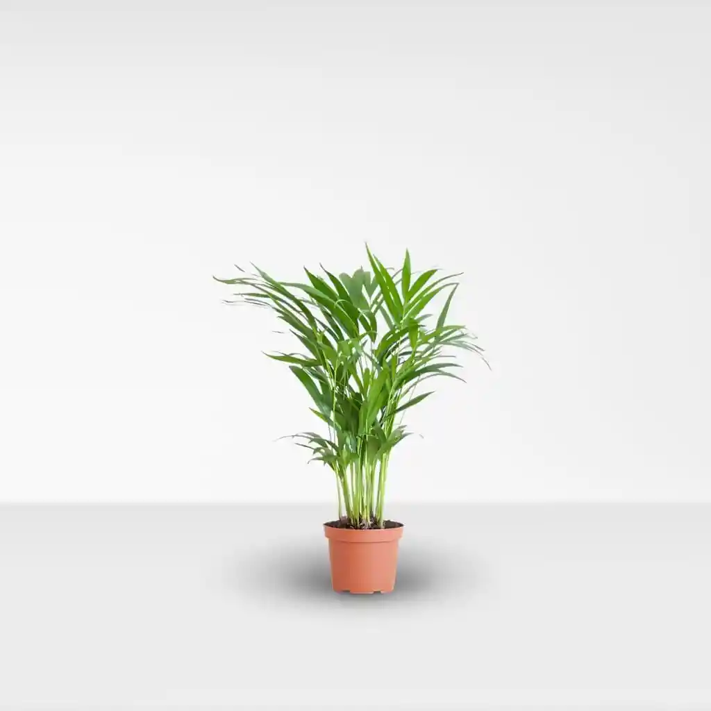 Palma Areca - Pequeña