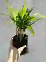 Palma Areca - Pequeña