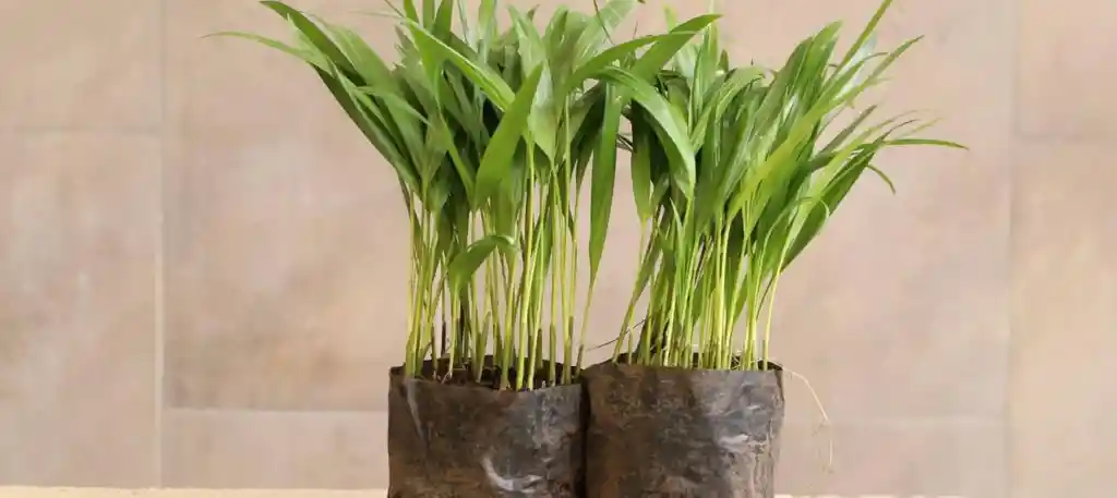 Palma Areca - Pequeña