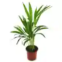 Palma Areca - Pequeña