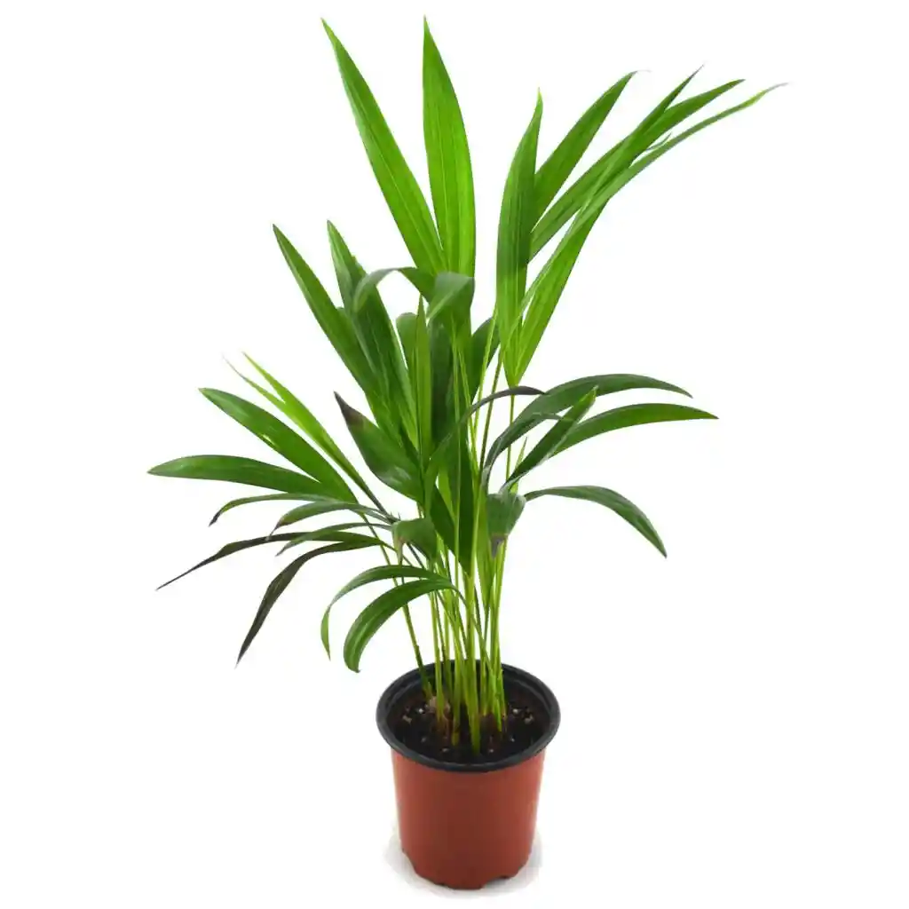 Palma Areca - Pequeña