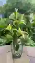 Florero Jarrón De Vidrio (maya)