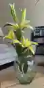 Florero Jarrón De Vidrio (pescara)