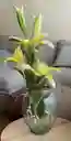 Florero Jarrón De Vidrio (pescara)