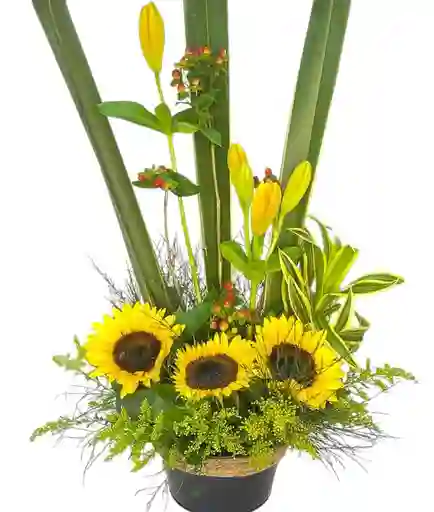 Girasoles Frescos En Cilindro