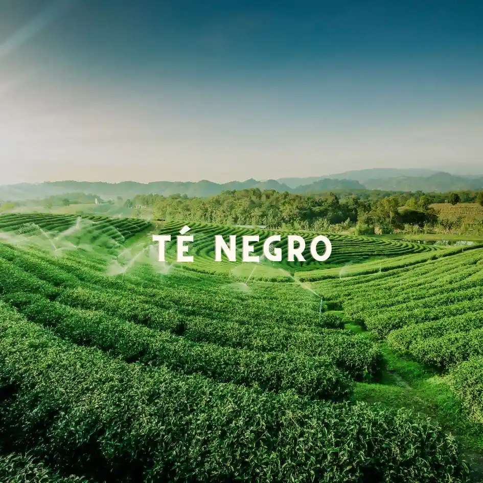 Amaretto Energético - Té Negro