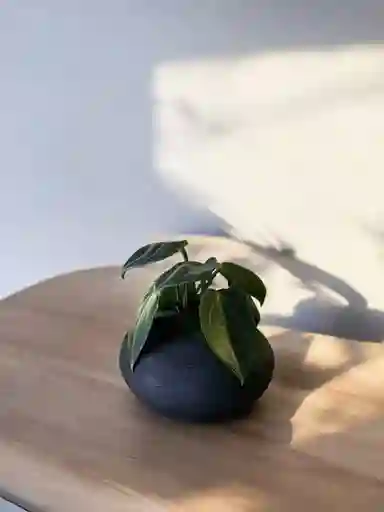 Spoon Ovni