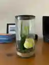 Adorno De Pajaro Canario En Frasco De Cristal